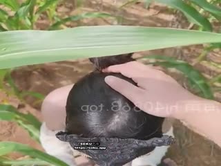 兄妹乱伦我和妹妹在玉米地的故事